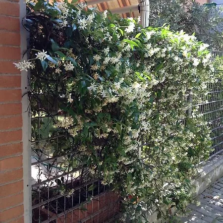 La Piracanta *
